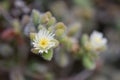 Pickle plant Delosperma echinatum, white flower